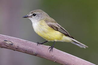 Geelbuikvliegenvanger - Microeca flavigaster